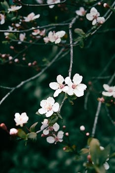 [视频]李强主持召开国务院常务会议 新闻