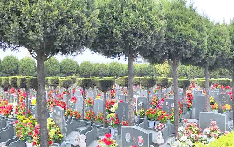 祭扫无需焚烧：告别传统陋习，重塑清明仪式感