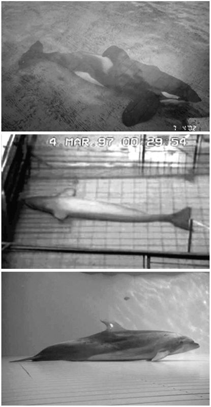  从上下文崩溃到主动系统巩固：AI为什么需要「睡眠」机制 IT技术