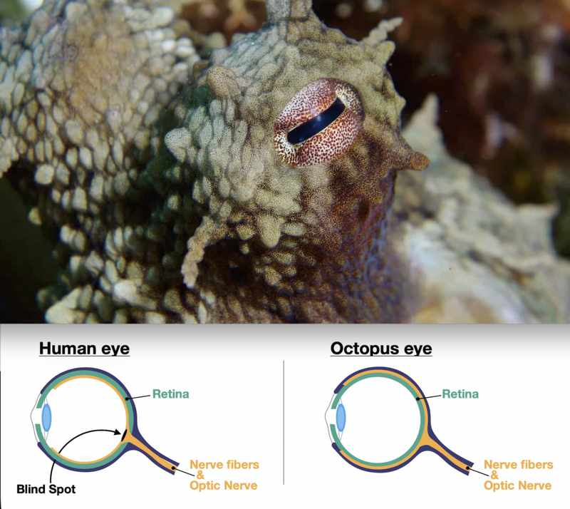  从上下文崩溃到主动系统巩固：AI为什么需要「睡眠」机制 IT技术