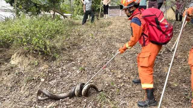  山林深处的“重量级访客”：一次蟒蛇遭遇的全流程技术复盘 新闻