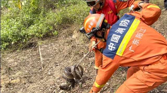  山林深处的“重量级访客”：一次蟒蛇遭遇的全流程技术复盘 新闻