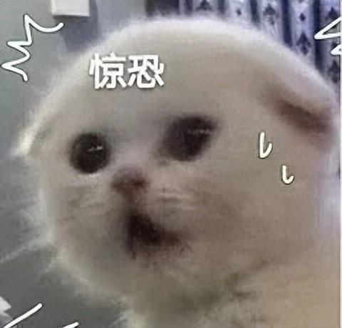 山林深处的“重量级访客”：一次蟒蛇遭遇的全流程技术复盘