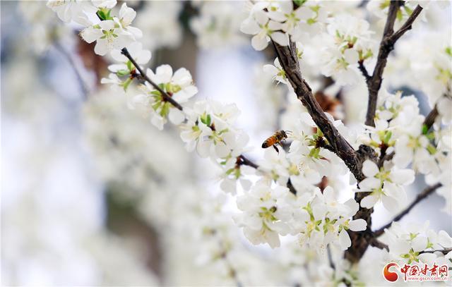  那个在黄河边放风筝的下午，让我重新读懂了什么叫慢下来 情感心理