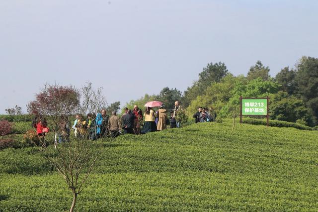  从茶田到网红打卡地：名山茶旅融合的底层逻辑与实操路径 文化旅游