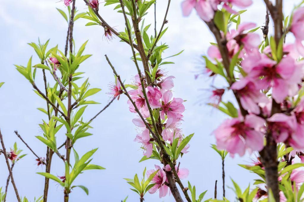  【技术深度】一朵桃花背后的农业智能化变革：赵桥村机器狗巡田启示录 IT技术