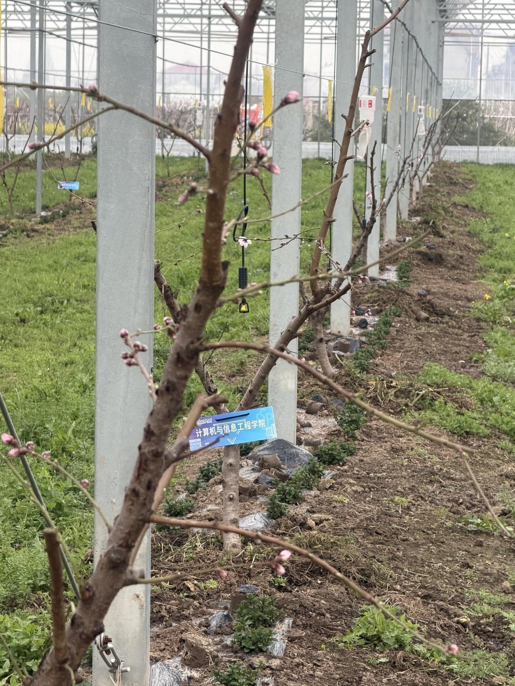  【技术深度】一朵桃花背后的农业智能化变革：赵桥村机器狗巡田启示录 IT技术