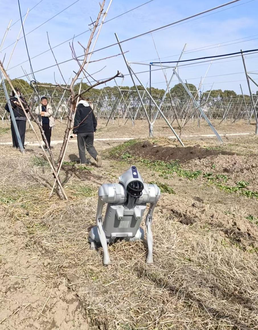  【技术深度】一朵桃花背后的农业智能化变革：赵桥村机器狗巡田启示录 IT技术