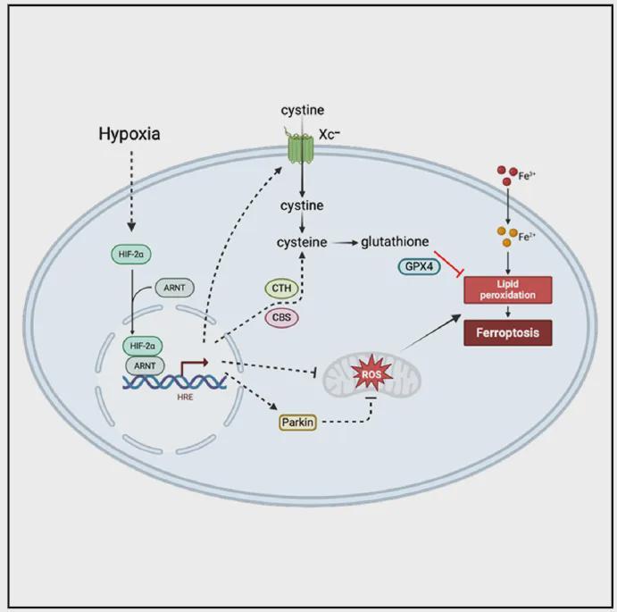  KRAS突变胰腺癌的铁死亡抵抗机制：HIF-2的双重防御通路解析 健康养生